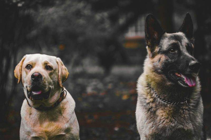 犬・猫のトリミング